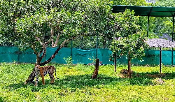 Bannerghatta National Park